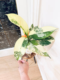 Variegated Dieffenbachia "Big Ben"