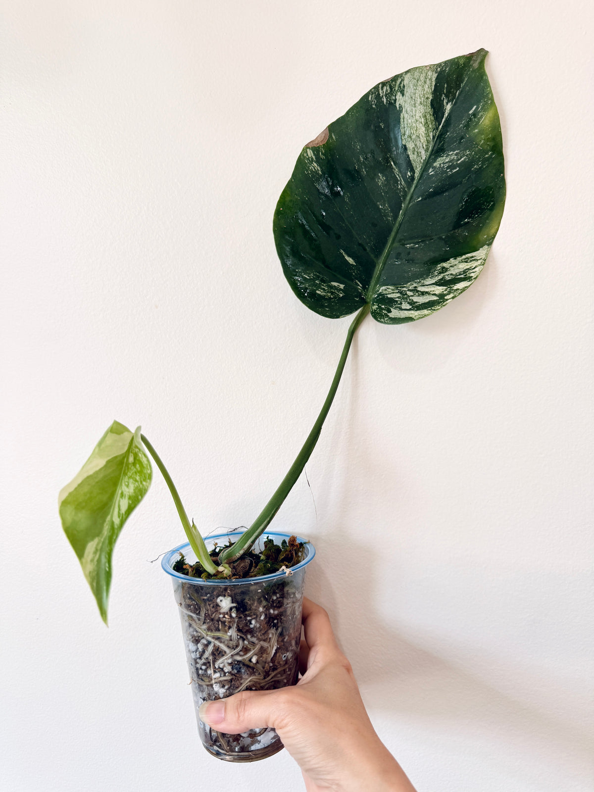 Monstera Jungle Mint