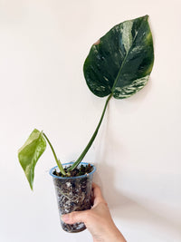 Monstera Jungle Mint