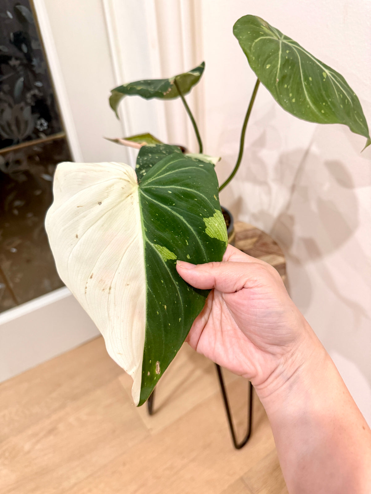 Philodendron Gloriosum Galaxy