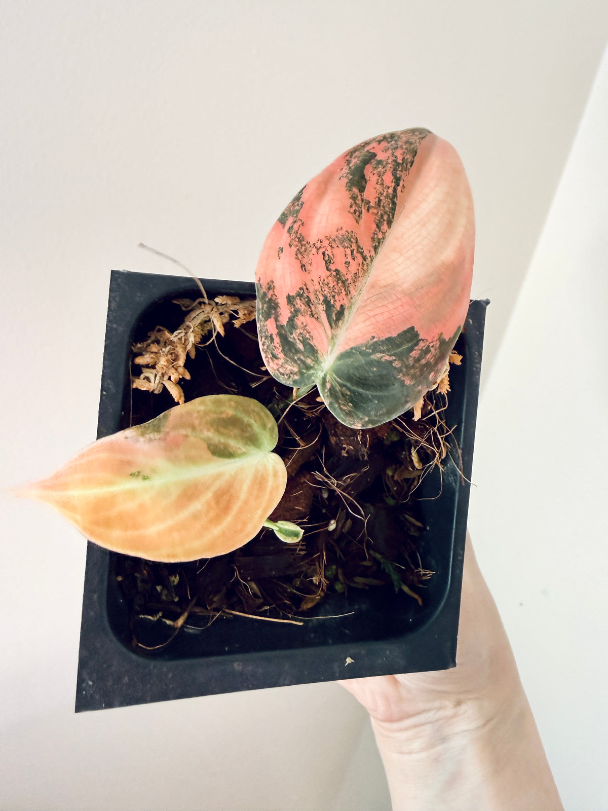 Philodendron Melanocrysum Orange "Bonfire"