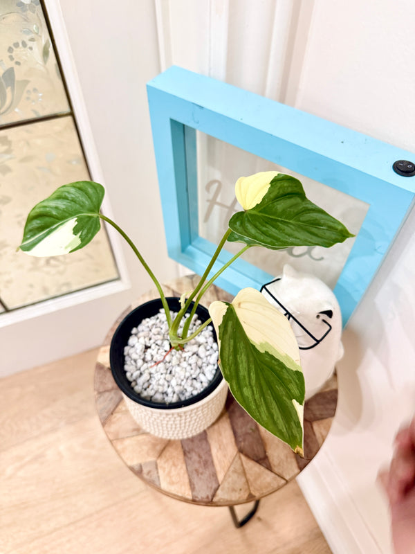 Philodendron Pastazanum Albo Variegated 1