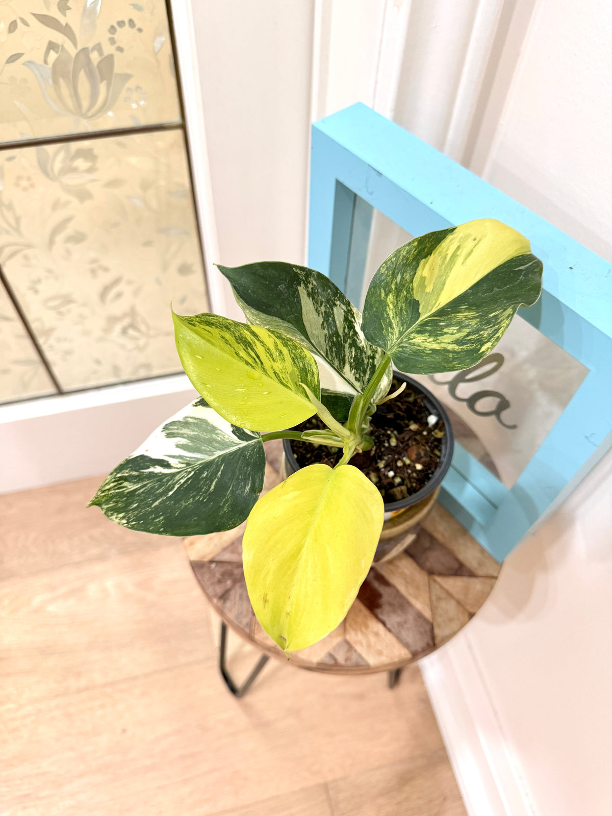 Philodendron White Wizard Tricolour