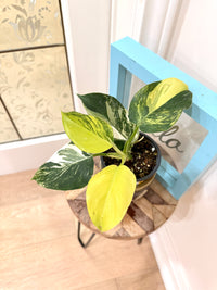 Philodendron White Wizard Tricolour
