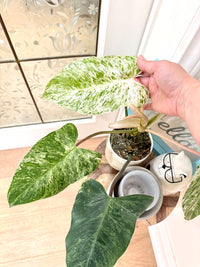 Philodendron Emerald Ice