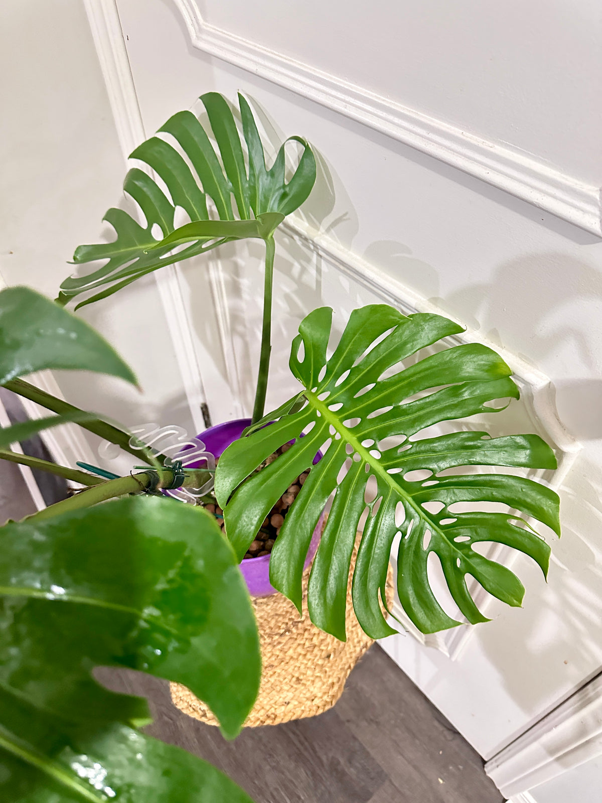 Monstera Macrocosm Mature form