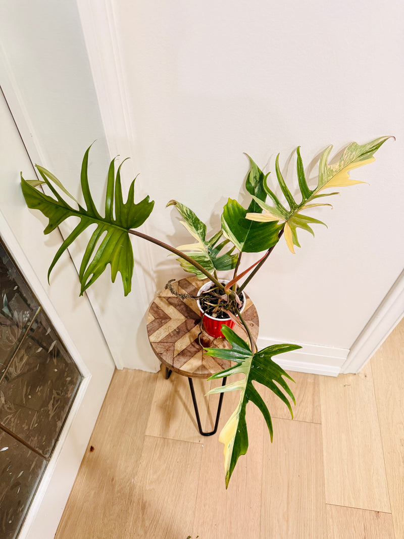 Philodendron Florida x Tortum