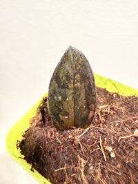PINK ZZ PLANT