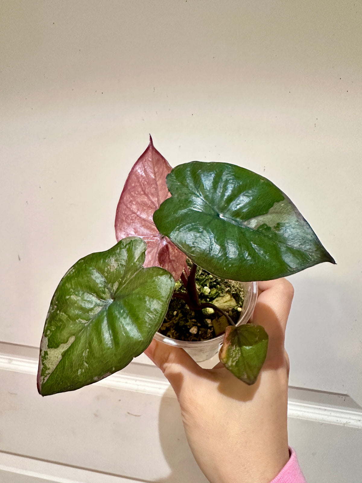 Alocasia Serendipity Variegated