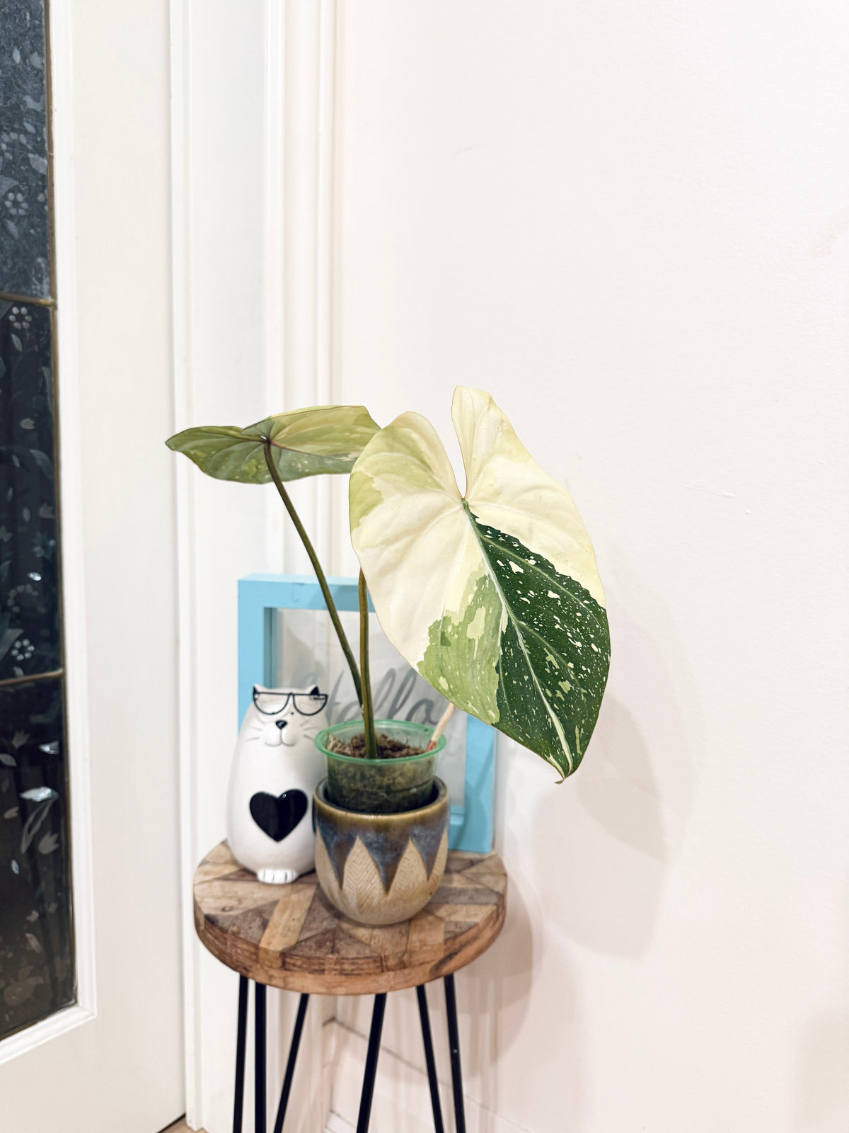 Philodendron Gloriosum Galaxy