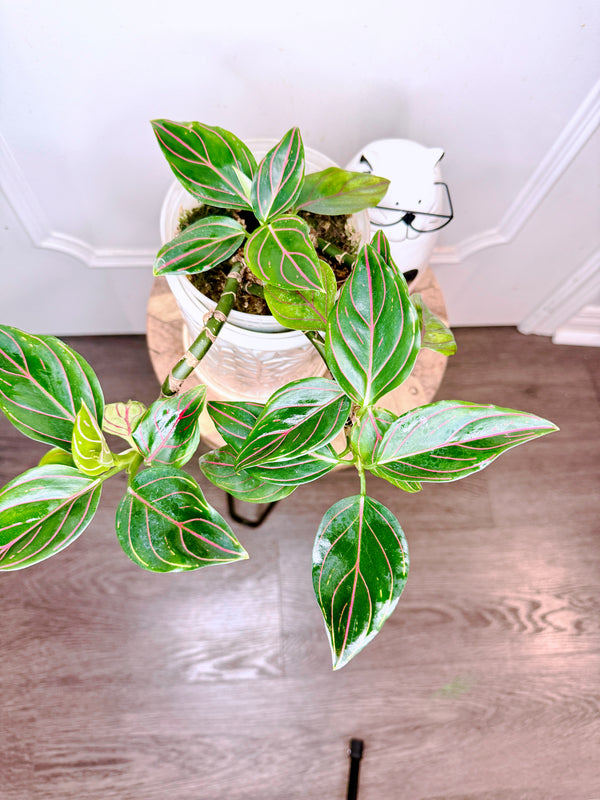 Aglaonema Rotundum