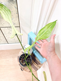 Philodendron Joepii Mint