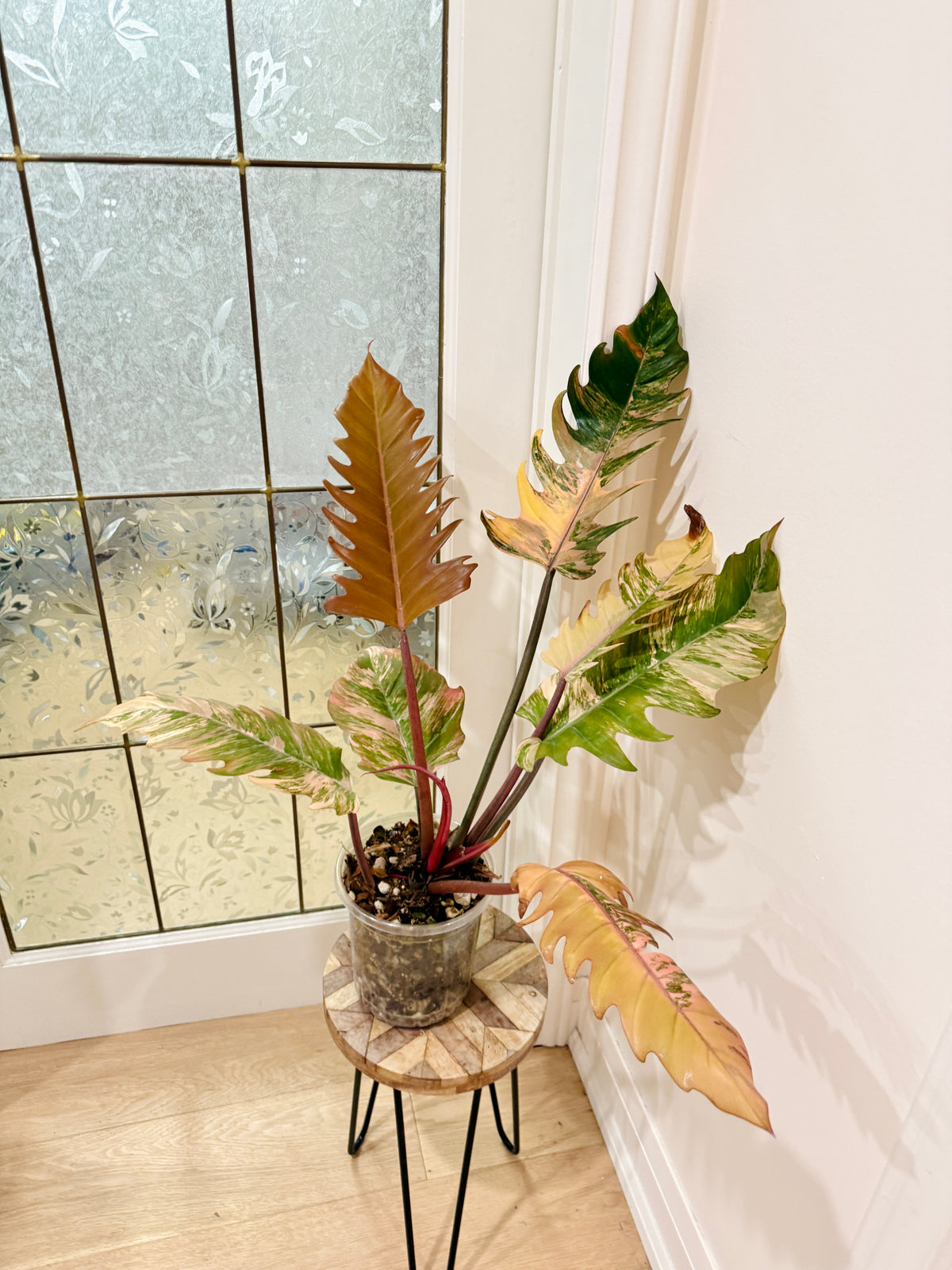 Philodendron Caramel Marble