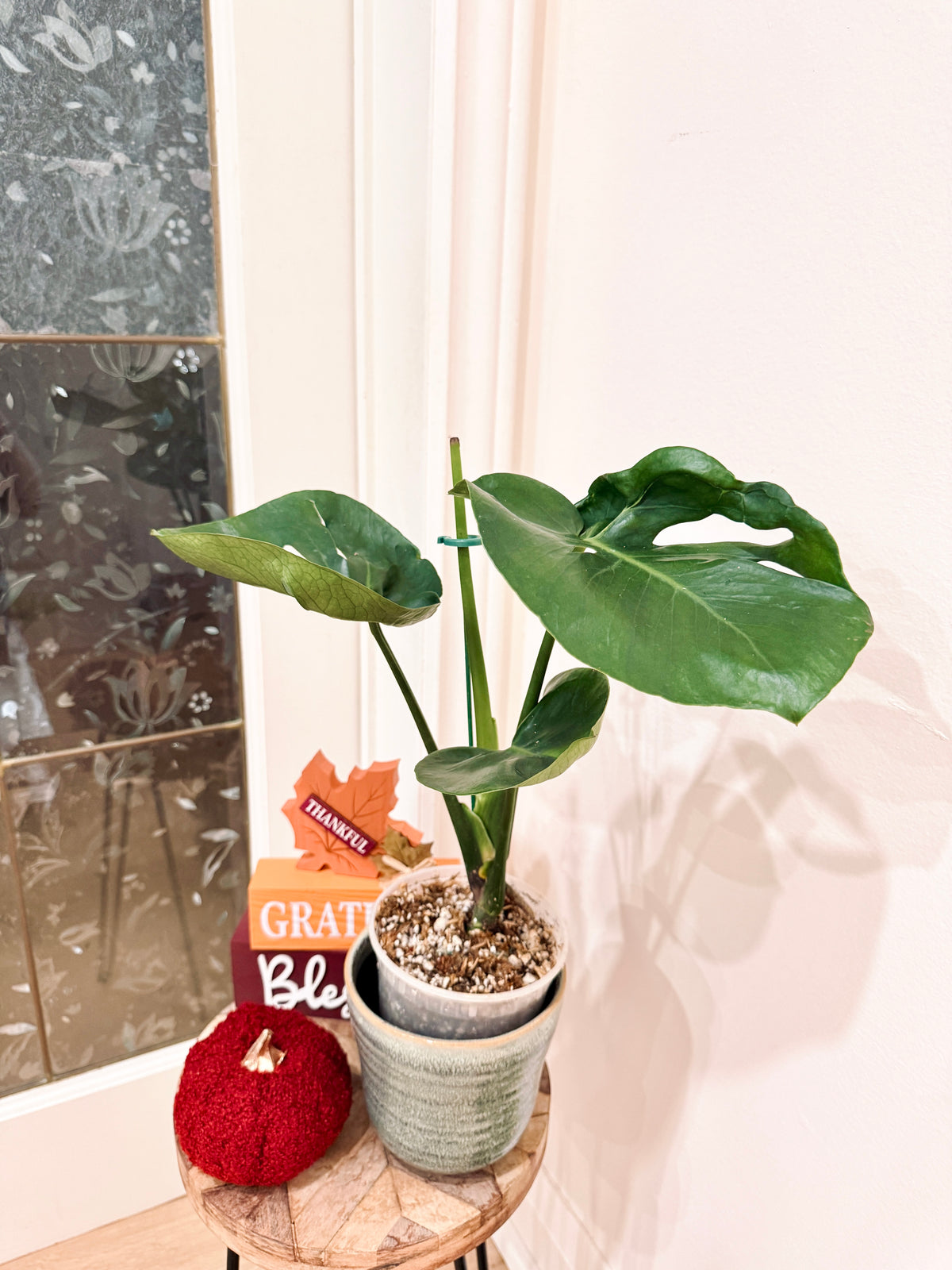 Monstera Cupcake