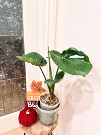 Monstera Cupcake