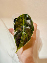 Alocasia Azlanii Aurea
