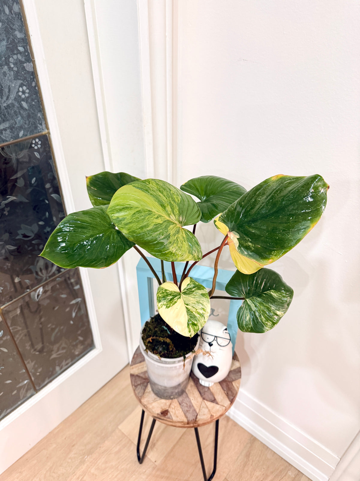 Homalomena Rubescen Tricolour
