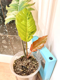 Philodendron Caramel Marble