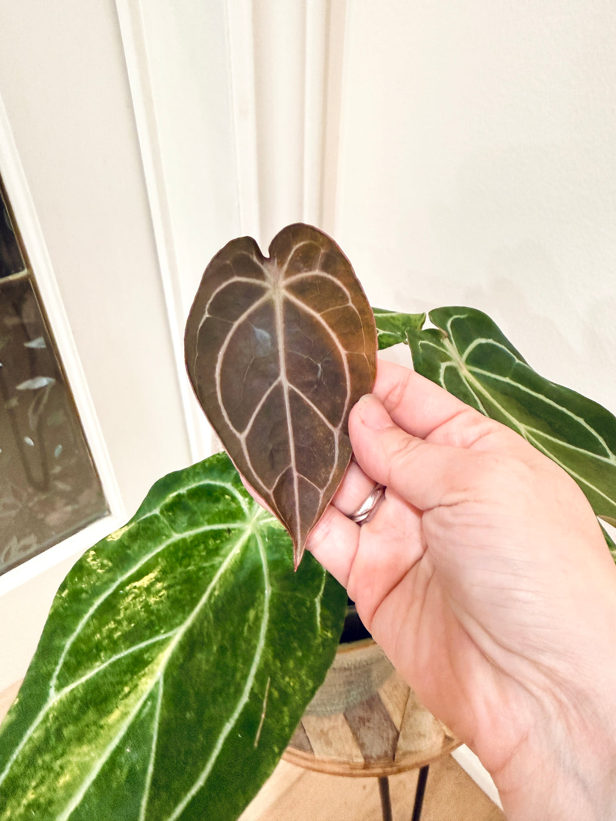 Anthurium Crystallinum x Forgetii Variegated