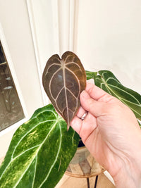 Anthurium Crystallinum x Forgetii Variegated
