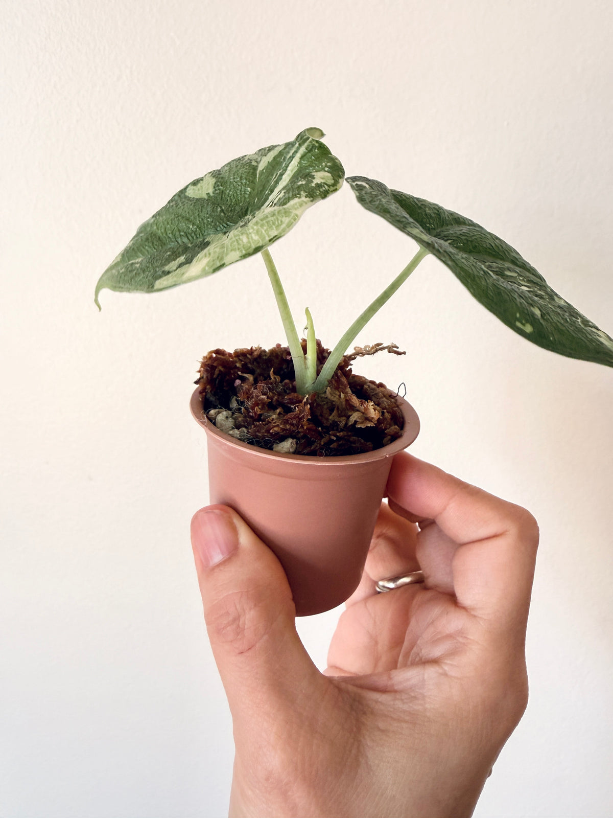 Alocasia Melo Albo