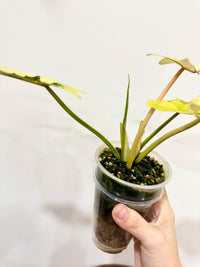 Philodendron Florida Beauty x Bobcee Variegated