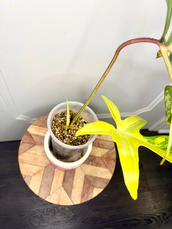 Philodendron Florida Beauty