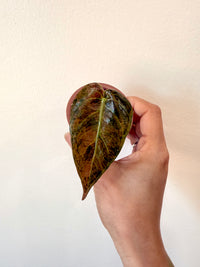 Alocasia Sedenii Aurea