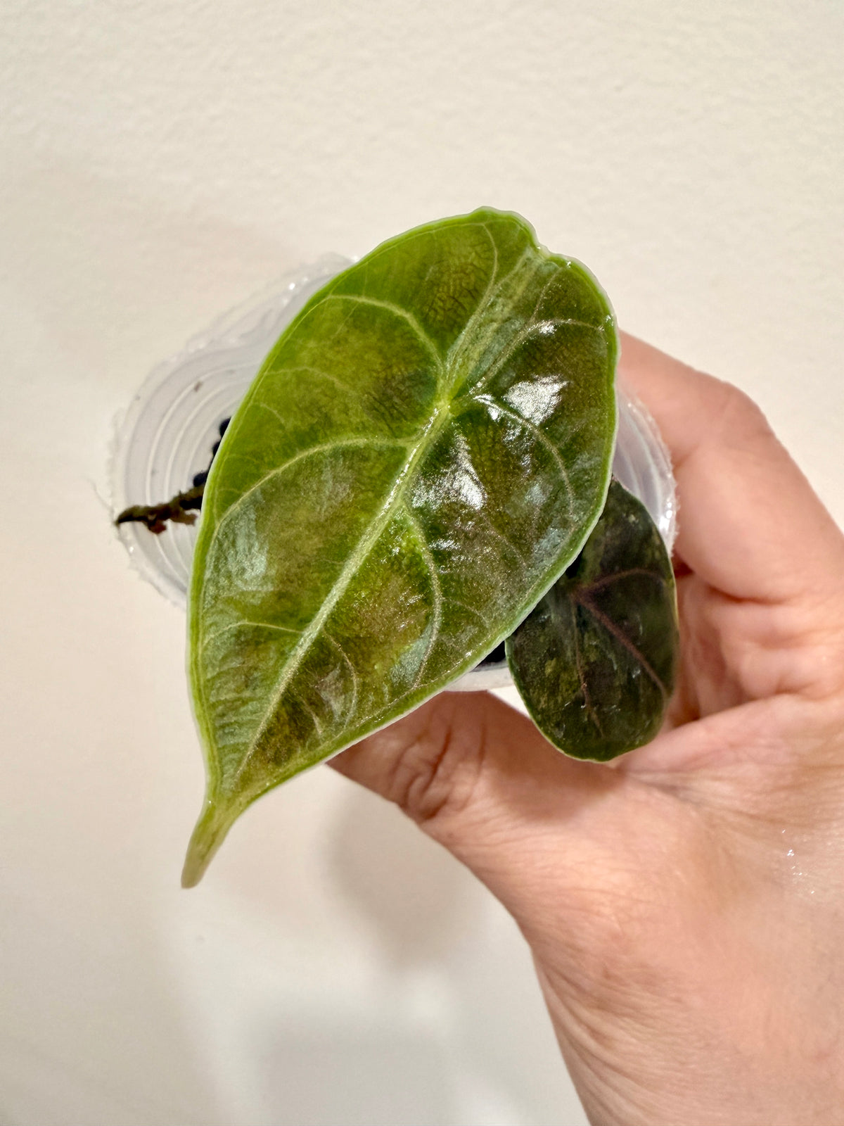 Alocasia Azlanii Aurea