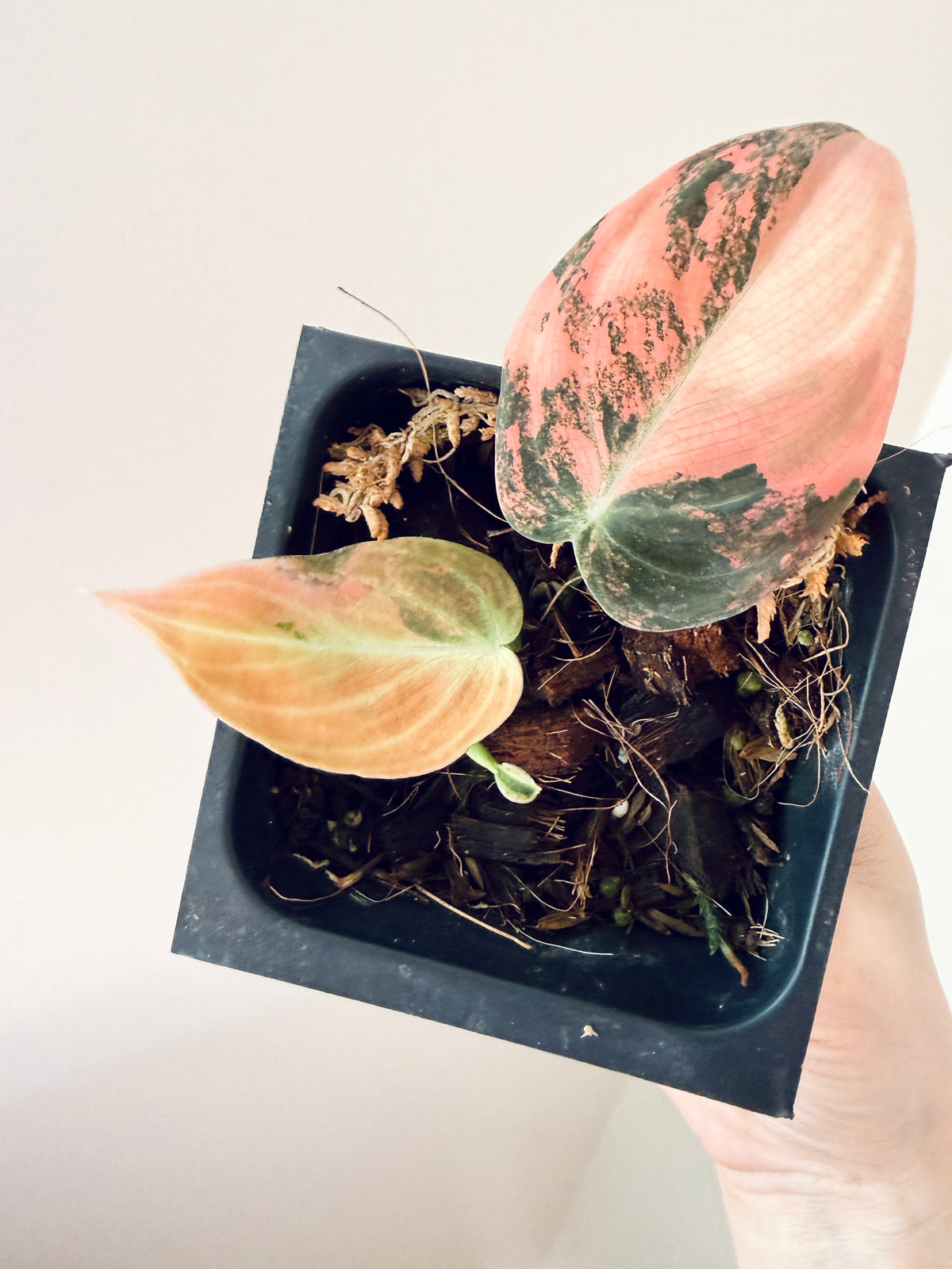 Philodendron Melanocrysum Orange "Bonfire"