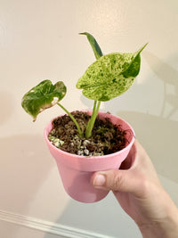 Alocasia Dragon Scale Mint