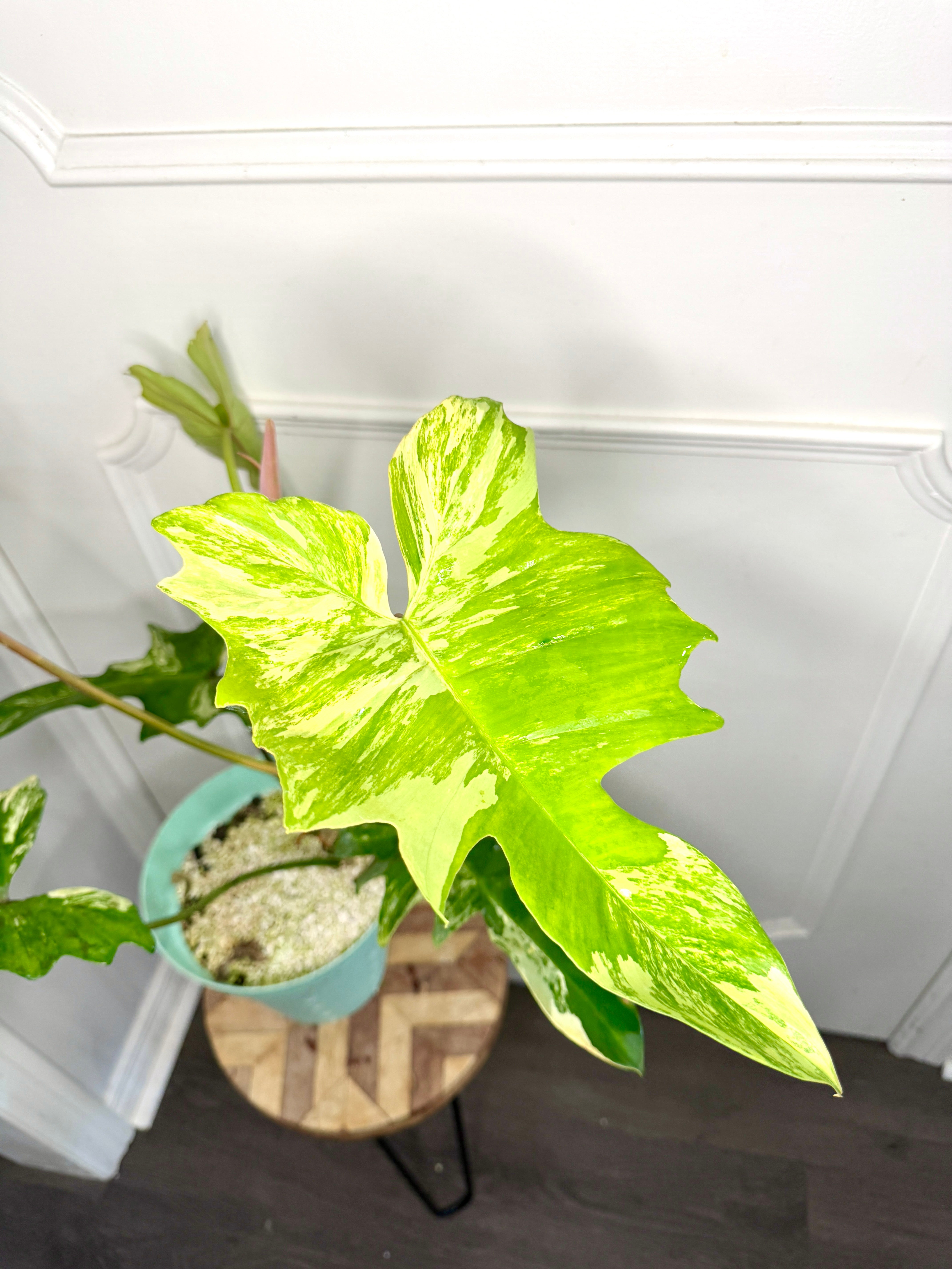 P. Radiatum x Florida Beauty x Mayoi② Philodendron Florida Beauty x Mayoi – Rare Tropical Plants