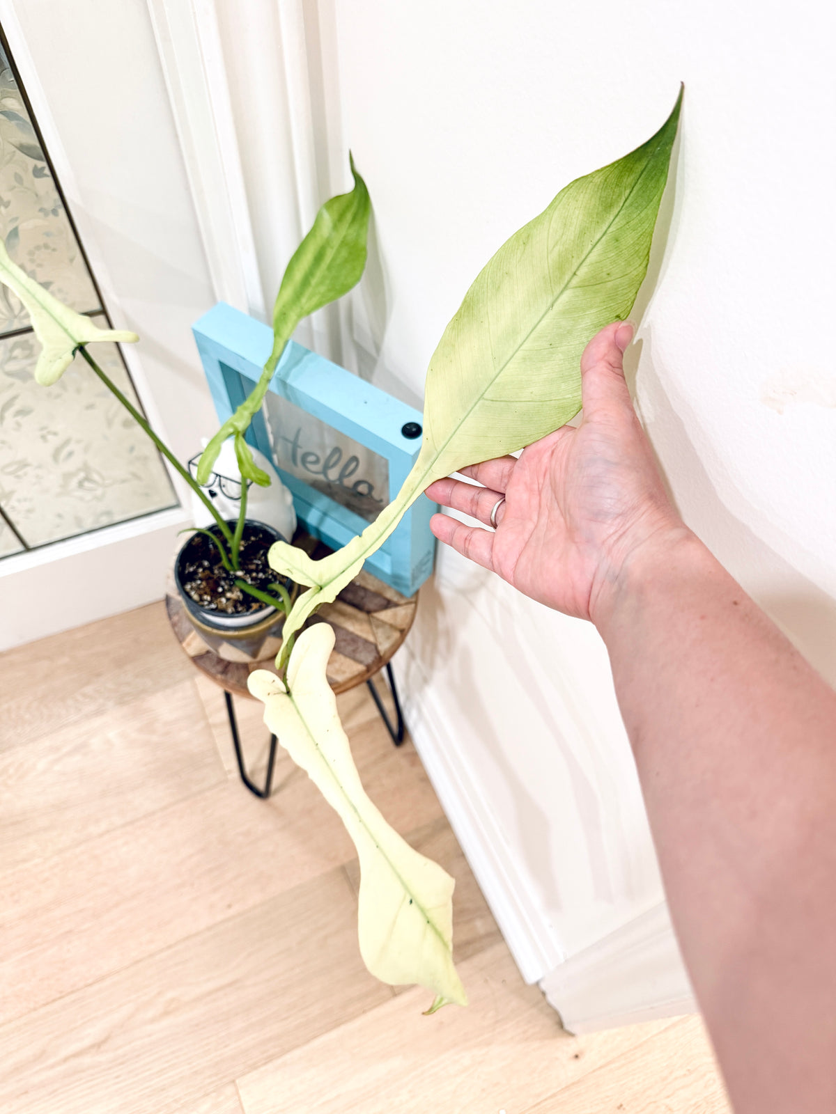 Philodendron Joepii Mint