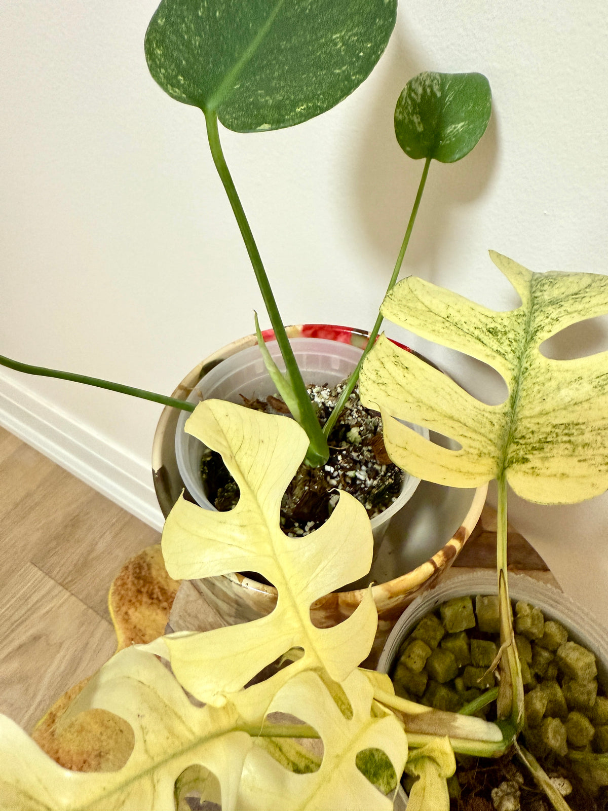 Combo Monstera & Rhaphidophora White Monster