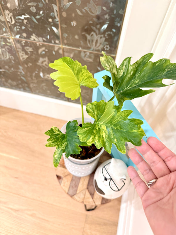 Philodendron Selloum Variegated