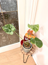 Monstera Vietciosa