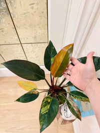 Philodendron Red Congo Variegated