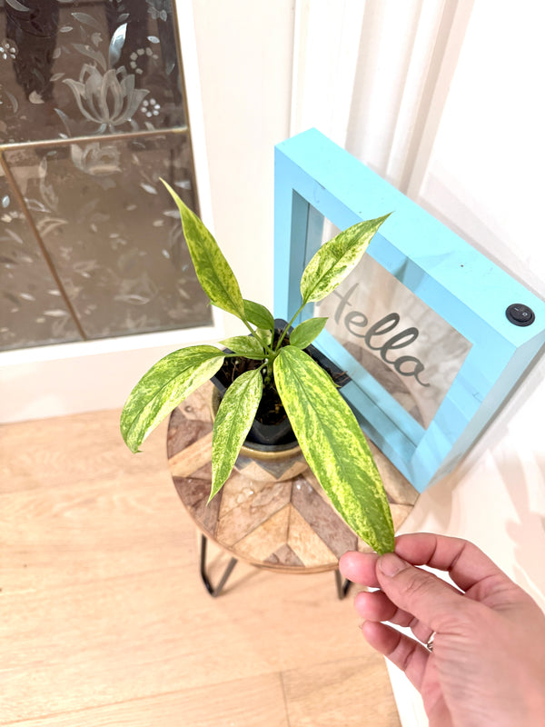 Anthurium Vittarifolium Variegated