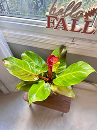 Philodendron Red Moon Variegated