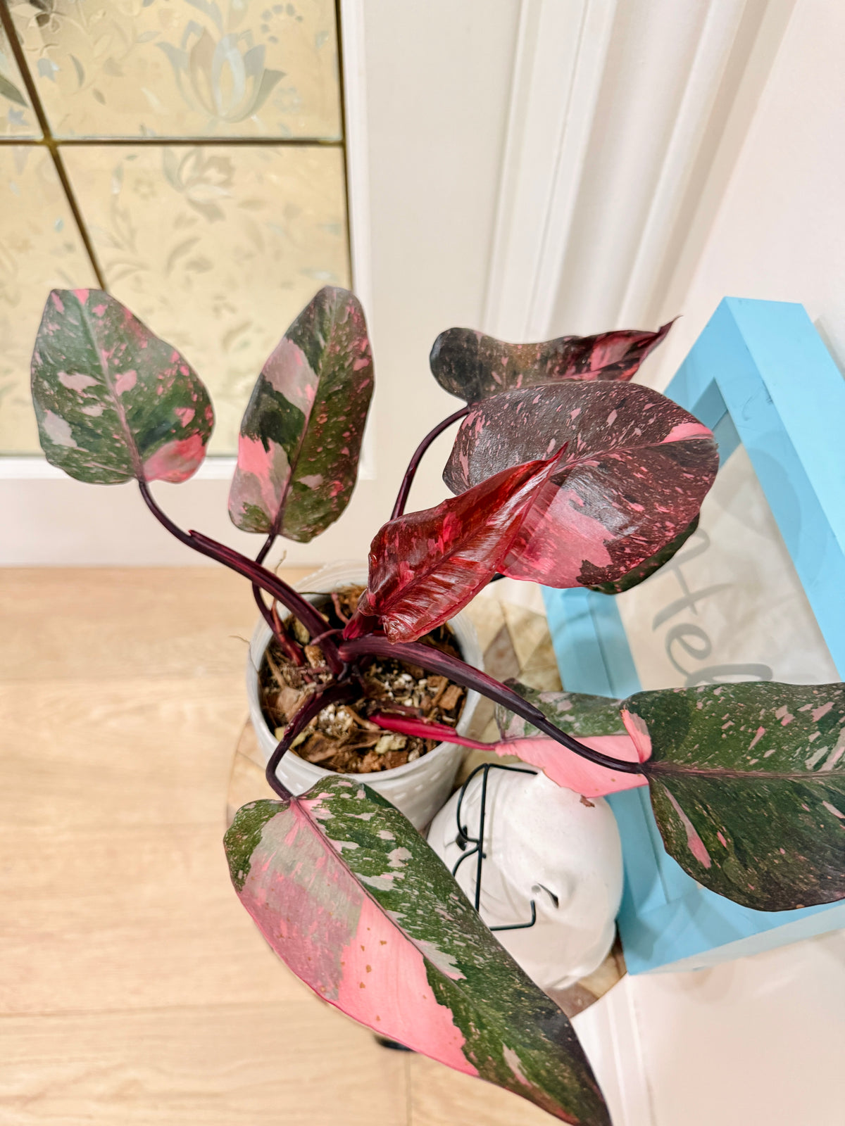 Philodendron Pink Princess Galaxy