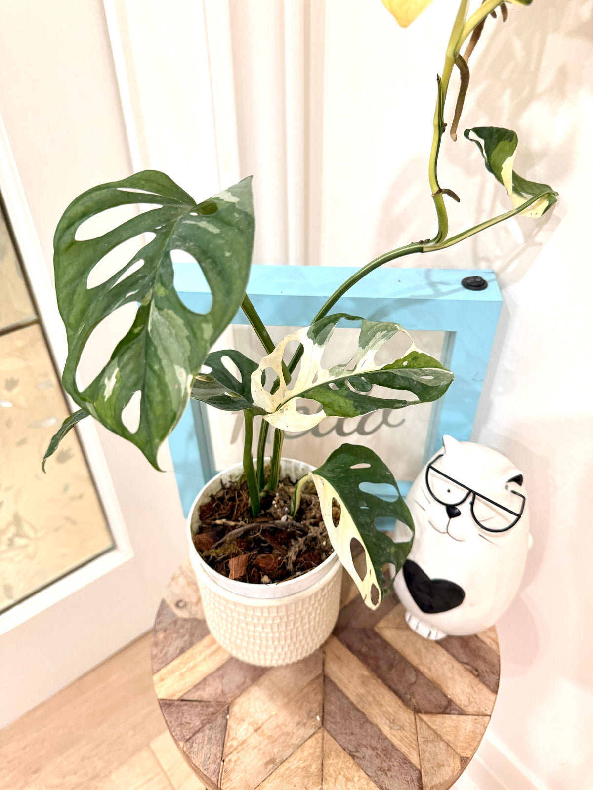 Monstera Adansonii Albo Variegated