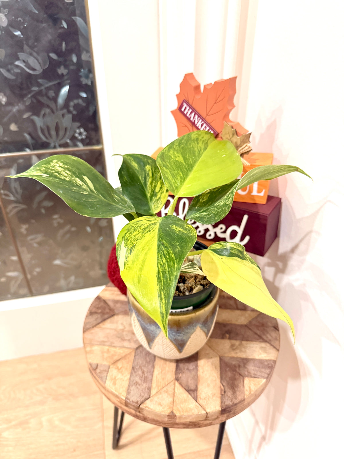 Philodendron White Wizard Tricolour
