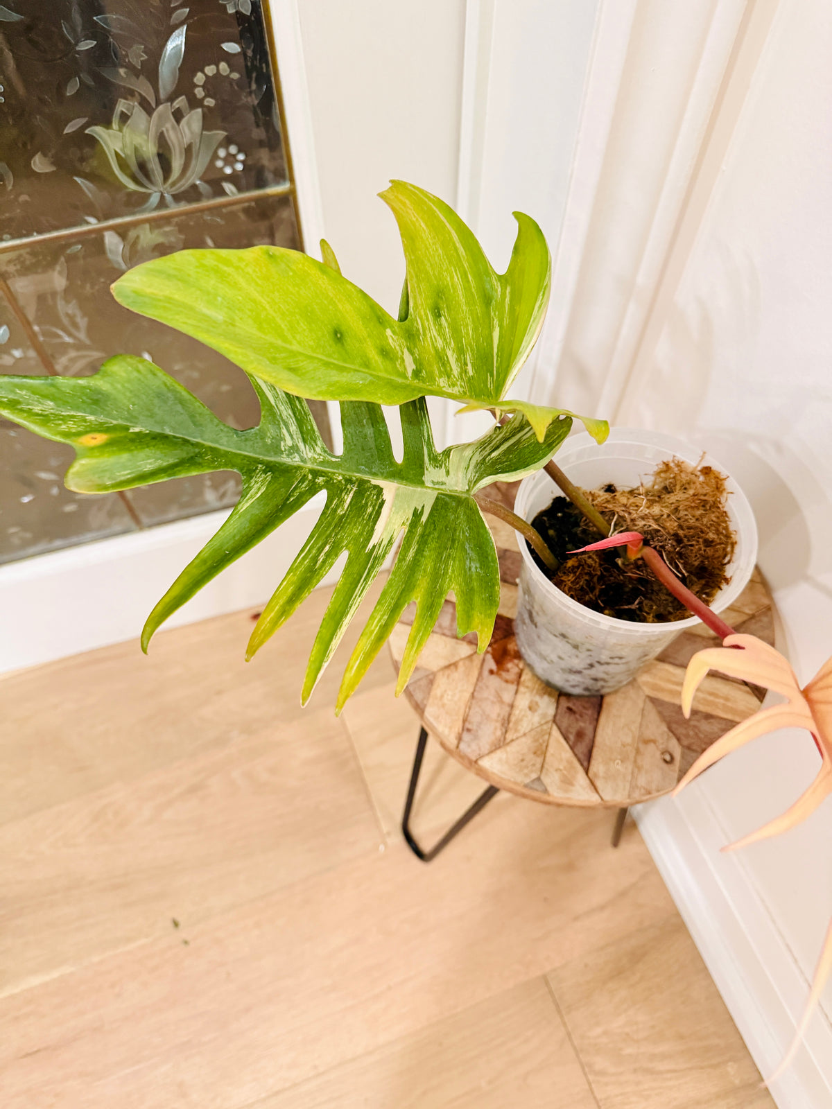 Philodendron Florida Beauty x Tortum 1