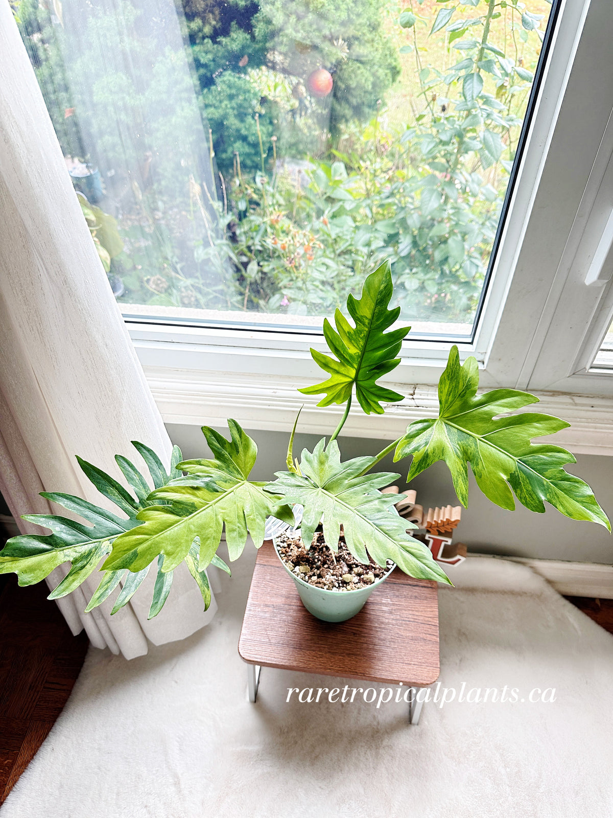 Philodendron Radiatum Variegated