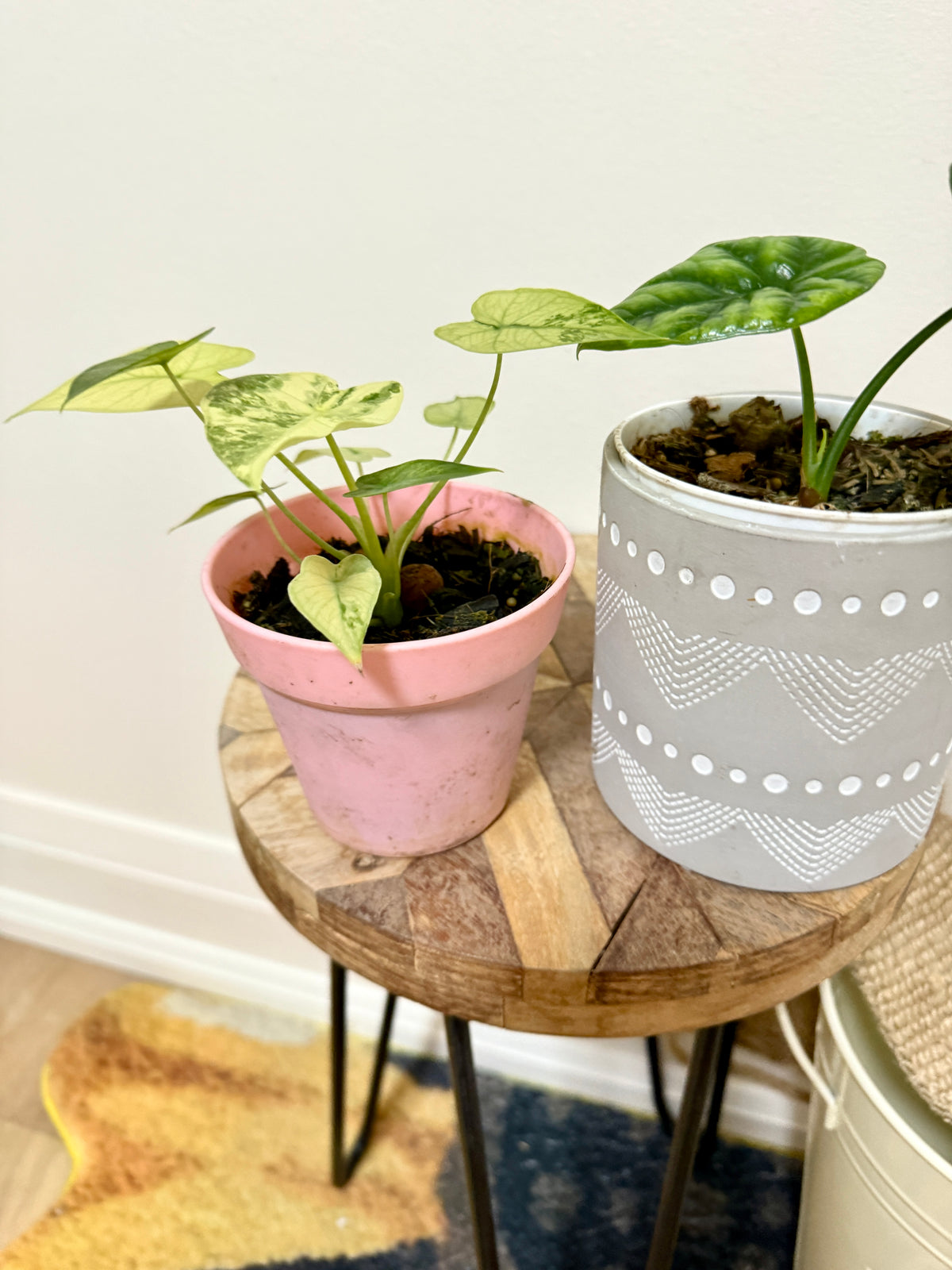Combo Alocasia Sinuata Variegated & Gageana Mint
