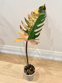 Philodendron Caramel Marble