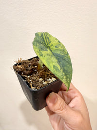 Alocasia Nebula Aurea Variegated