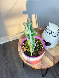 Alocasia Nobilis Variegated