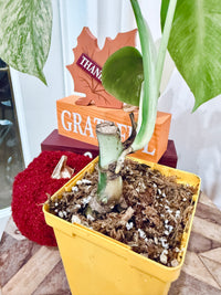 Monstera Jungle Mint
