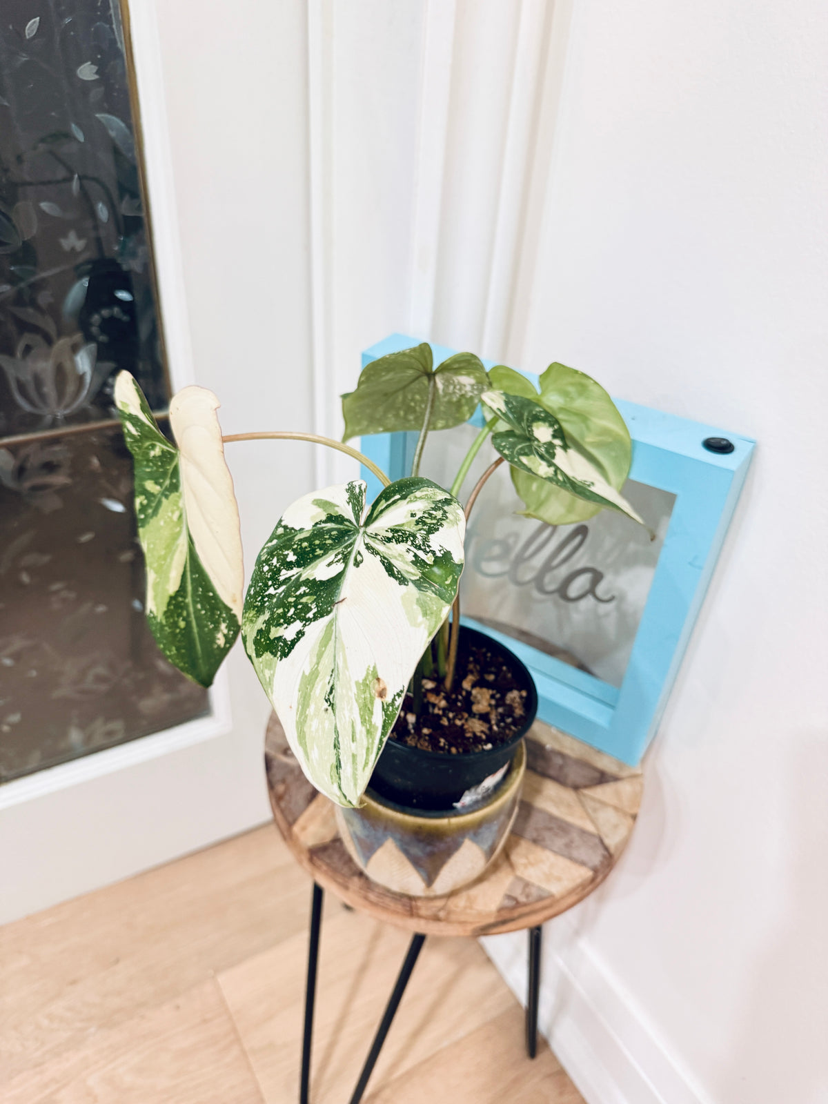 Philodendron Gloriosum Galaxy